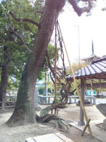 春日神社正面石鳥居脇フジカヅラ剪定-クスノキ支柱